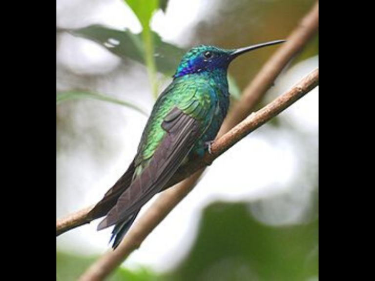 Los colibríes ven colores que los humanos sólo pueden imaginar