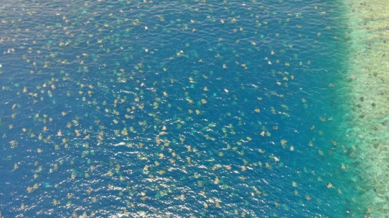 Capta imágenes espectaculares de decenas de miles de tortugas marinas en Australia