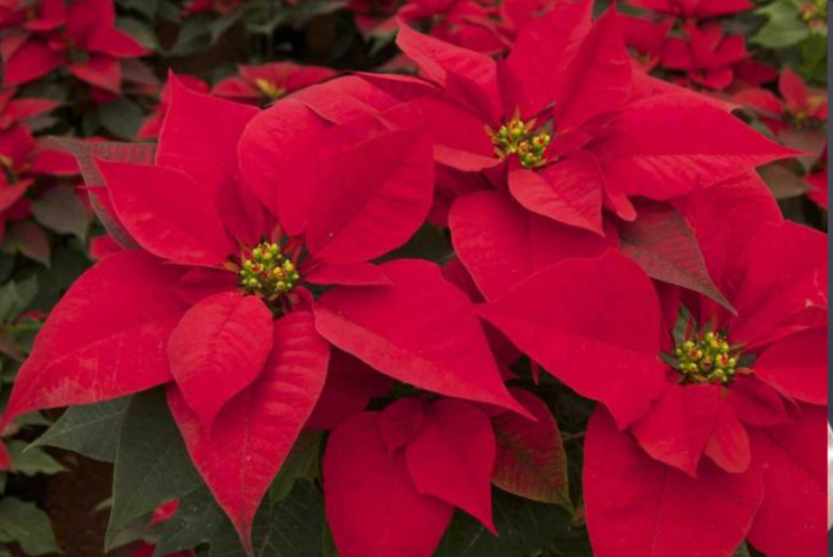 Consejos para cuidar una flor de nochebuena: María Julieta López Semerena