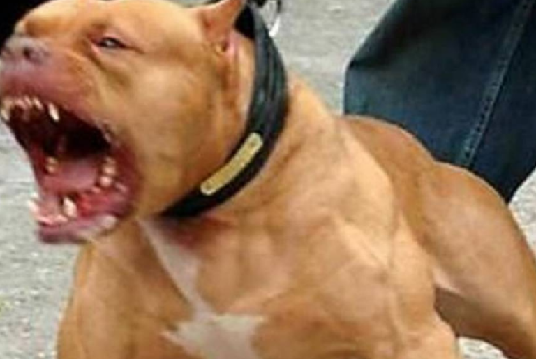 Muere abuelito atacado por perros pitbull en Ticul