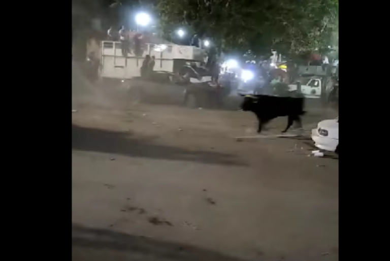 Toro atemoriza a los habitantes de Chumayel tras escapar del ruedo: VIDEO