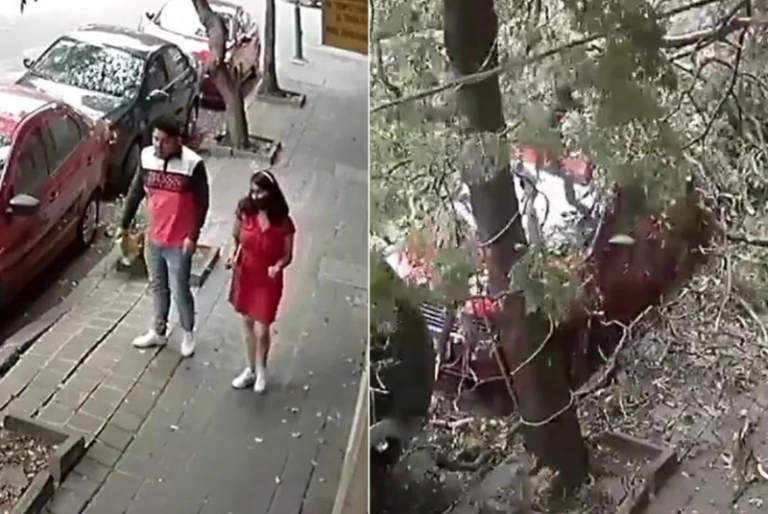 Difunden video del momento en que pareja se salva de ser aplastada por un árbol