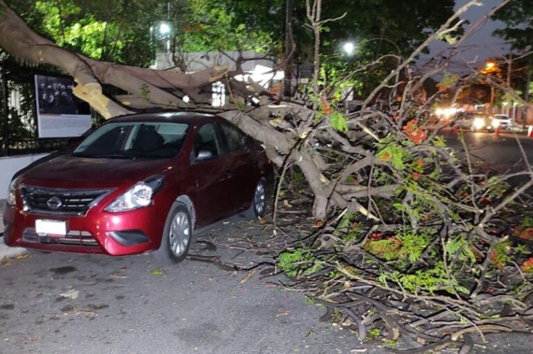 Viento derriba flamboyán en Mérida y aplasta auto