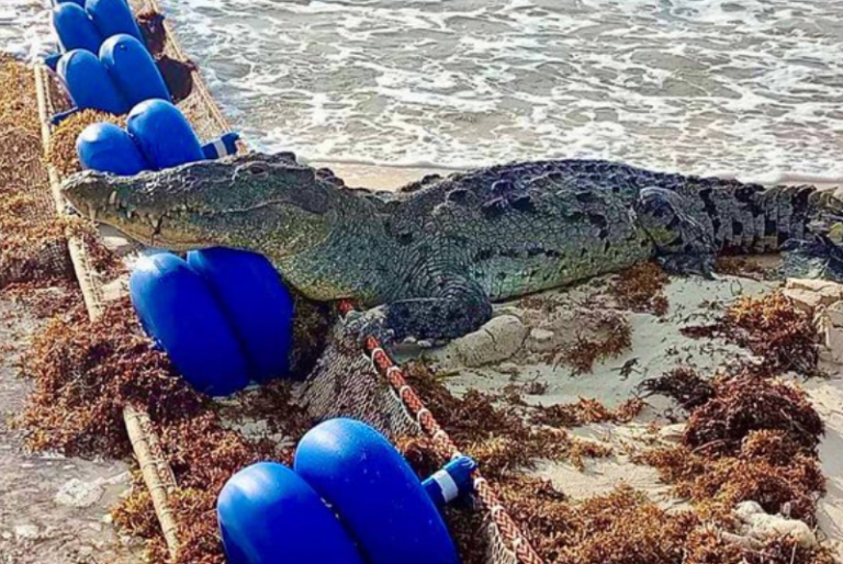 Captan a enorme cocodrilo nadando en una playa de Tulum