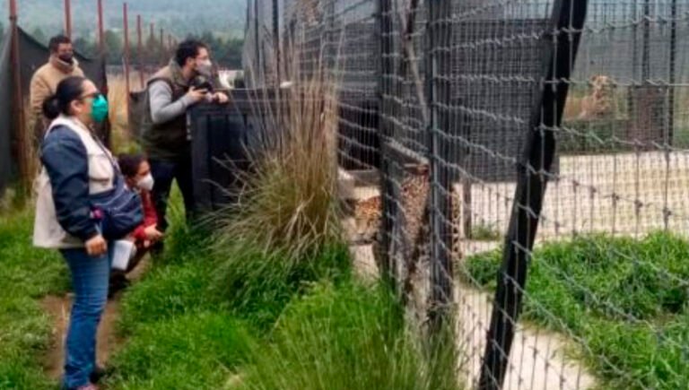 Denuncian abandono de más de 200 felinos en santuario del Ajusco