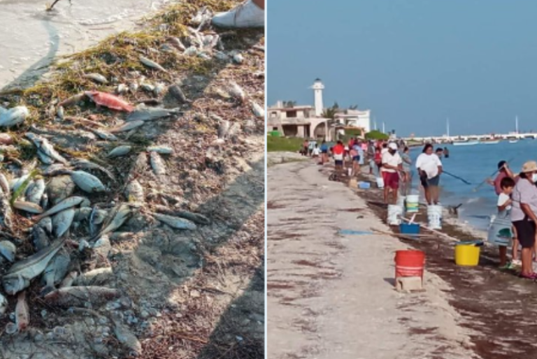 Marea Roja en Yucatán: Qué es y cuáles son los riesgos de consumir mariscos recalados