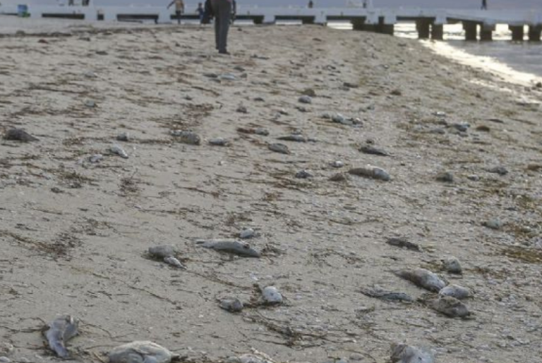 Alerta por la marea roja continúa en Progreso