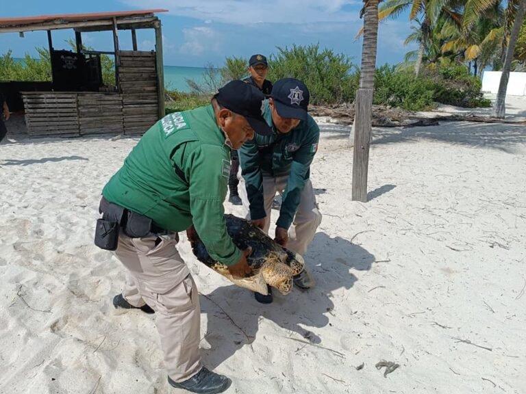 Policía Ecológica del puerto de Progreso lograron el rescate de una tortuga de Carey