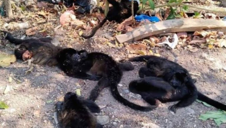 Incapacidad de la Semarnat ante la muerte de más de 100 primates en Tabasco y Chiapas