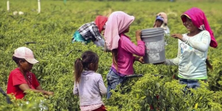 Prevalece el trabajo infantil