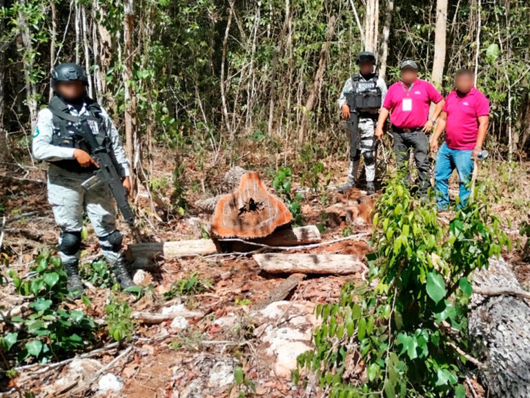 PROFEPA clausura predio de 2,200 m² en Tekax por daño ambiental