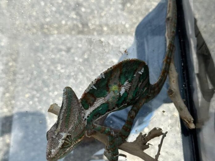 672674641_1573247341471123_5699832770216714769_n