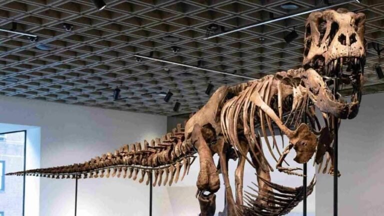 Esqueleto de T. Rex rompe récord al venderse por 50.1 millones de dólares en subasta